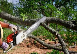 Why Choose Our Tree Removal Services in Hemlock, MI?